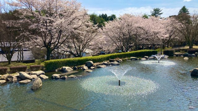 たかねざわの桜スポット2021 たかマガ