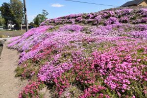 安住神社　芝桜