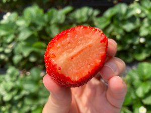 ゆだ農園　高根沢