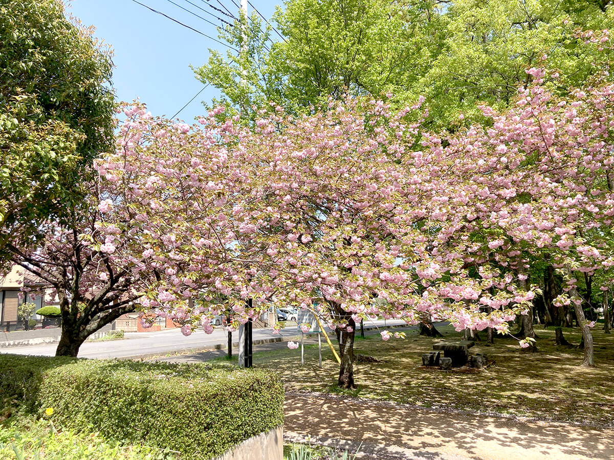 エコ・ハウスたかねざわ　八重桜