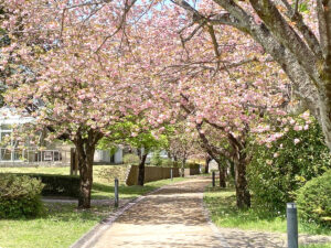 エコ・ハウスたかねざわ　八重桜
