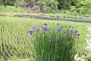 高根沢探訪　アヤメ