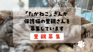 たかねこ里親募集