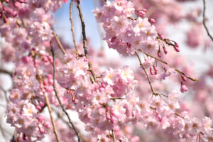 高根沢町さくら2023