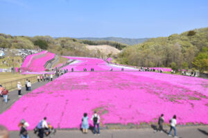 市貝町 芝ざくらまつり
