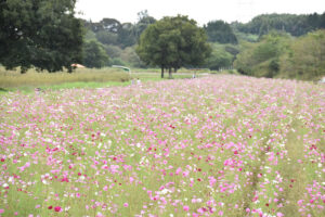 コスモスまつり