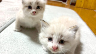 高根沢　たかねこ　保護猫
