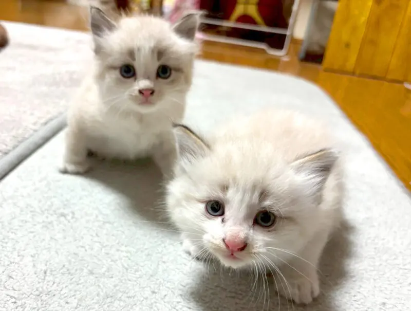 里親募集】新しい家族を探してます〜高根沢町「たかねこ」さんより里親