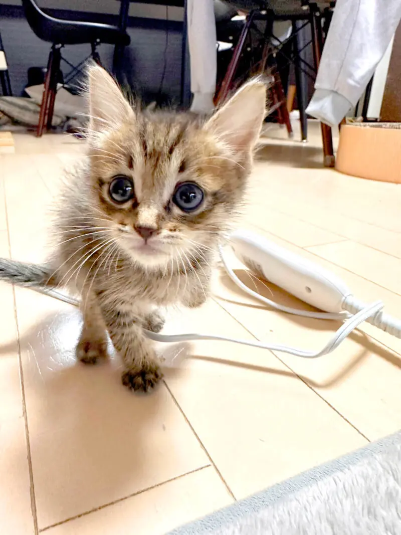 里親募集】子ネコに会いにきませんか？〜高根沢町「たかねこ」さんより