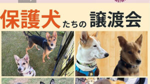 保護犬たちの譲渡会