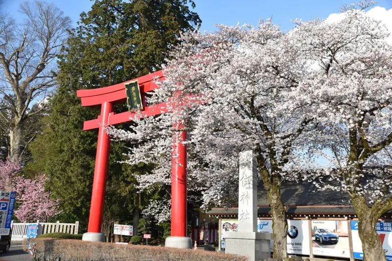 たかねざわ＆近郊の桜スポット2024｜たかマガ