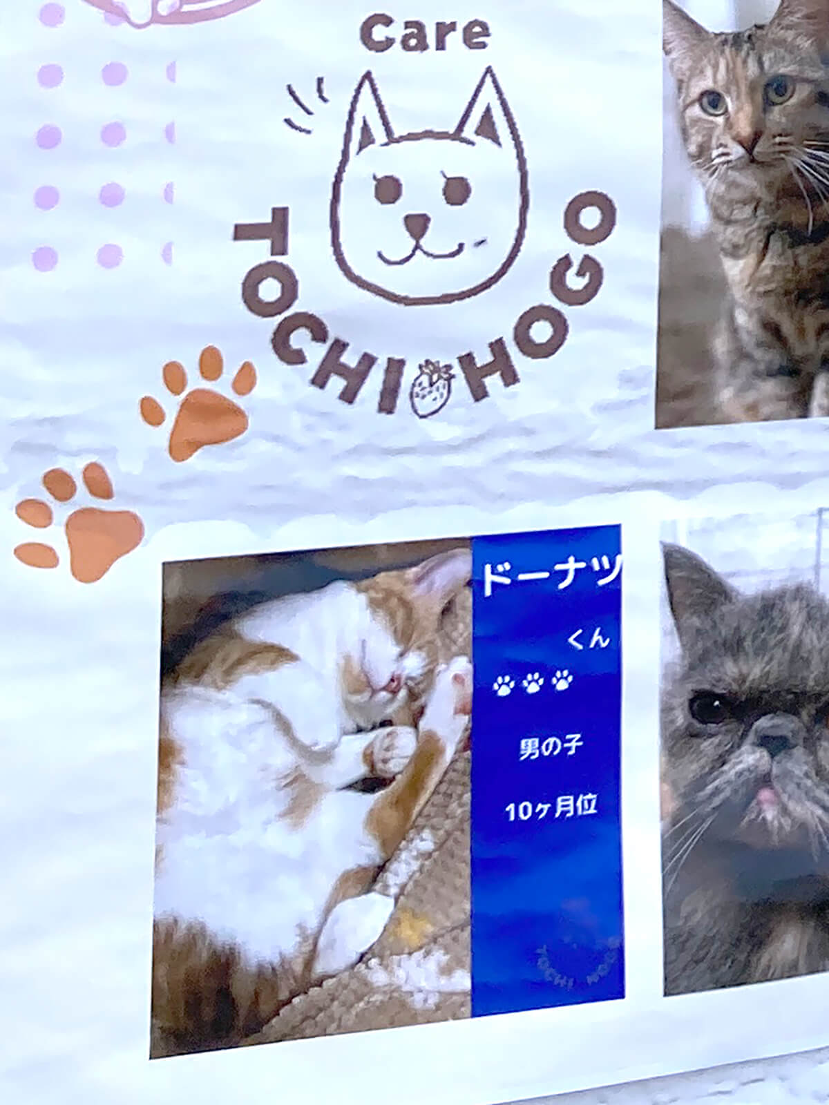 サニーサニー　保護犬猫譲渡会