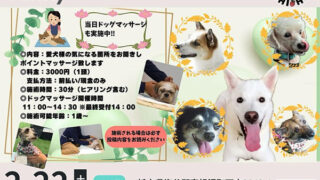 サニーサニー　保護犬猫譲渡会