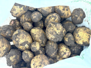 じゃがいも収穫体験　高根沢町