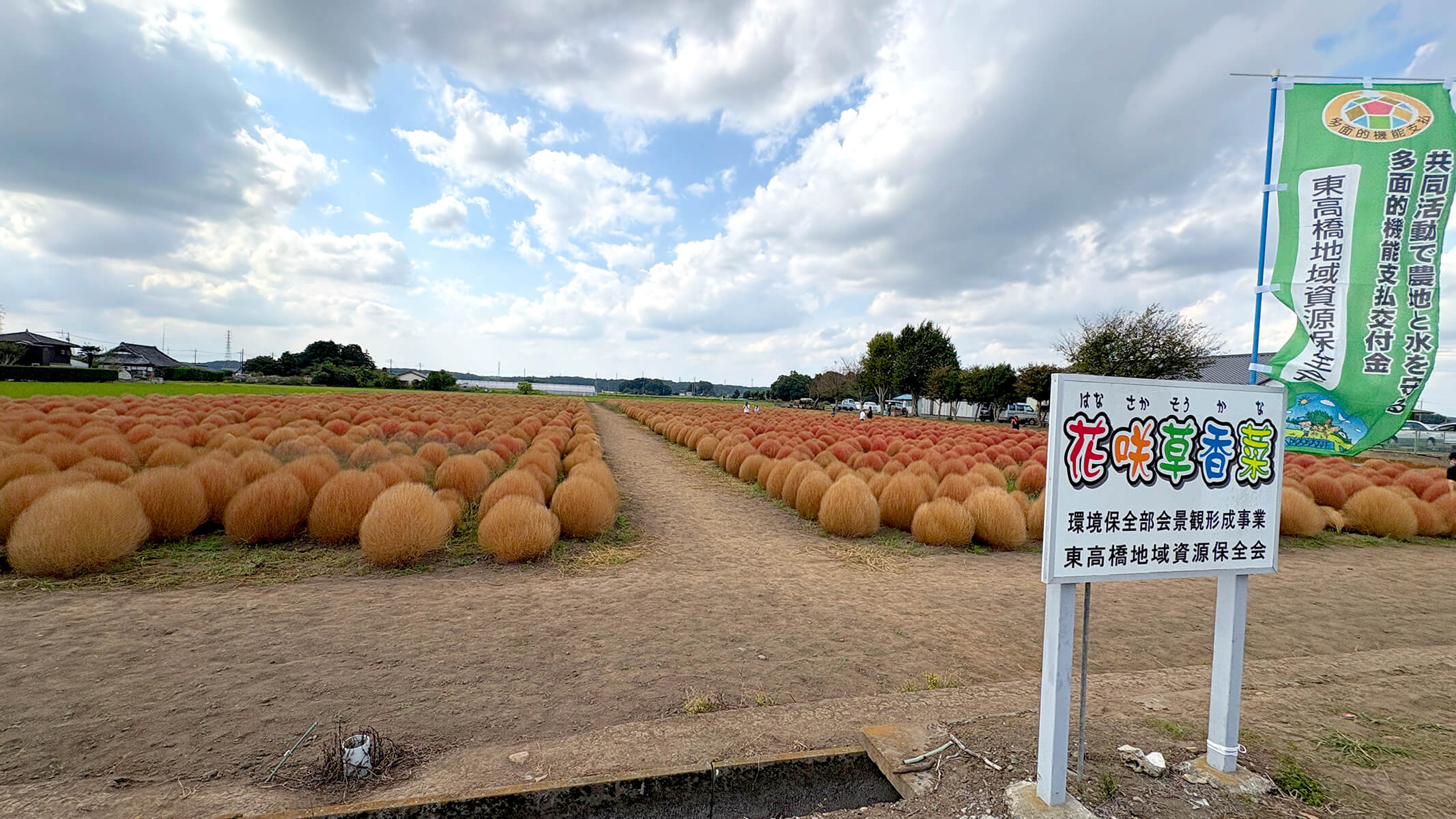 コキア