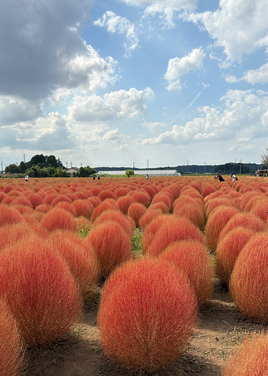 コキア