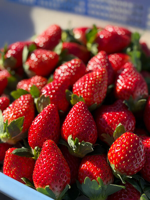 高根沢町「山崎いちご園」さんのいちご｜たかマガ