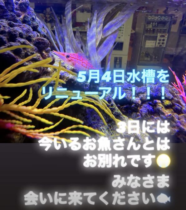 高根沢　沖縄食堂