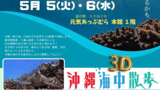 高根沢　沖縄海中散歩