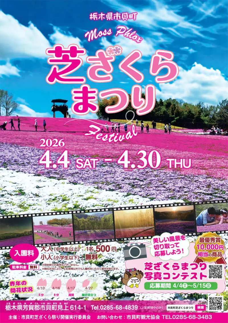 2026年近郊情報】隣町・市貝町の芝ざくら公園が満開です🌸関東有数の