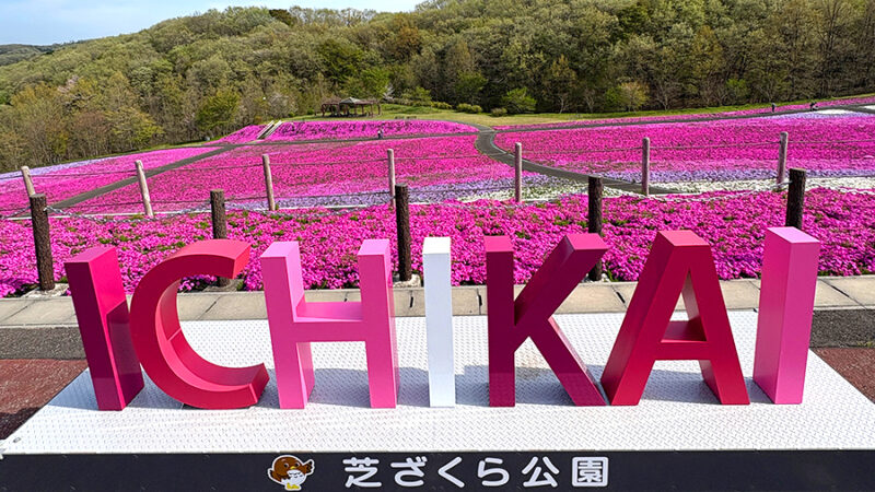2026年近郊情報】隣町・市貝町の芝ざくら公園が満開です🌸関東有数の