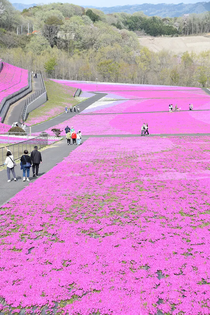 2026年近郊情報】隣町・市貝町の芝ざくら公園が満開です🌸関東有数の