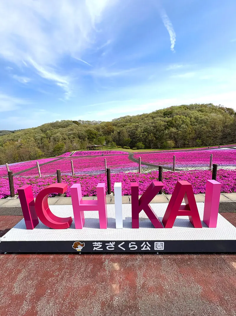 2026年近郊情報】隣町・市貝町の芝ざくら公園が満開です🌸関東有数の