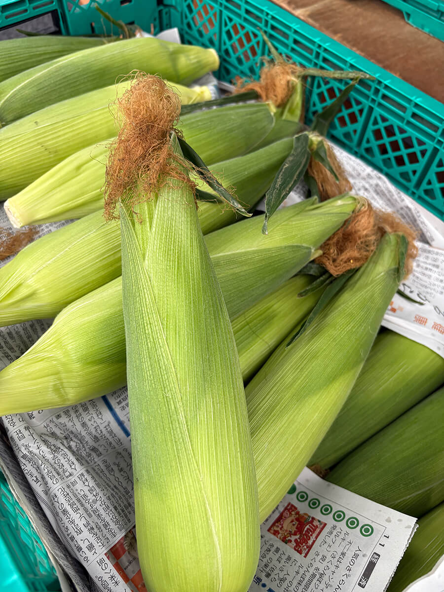 高根沢町　とうもろこし
