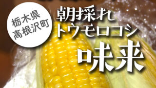 高根沢　トウモロコシ