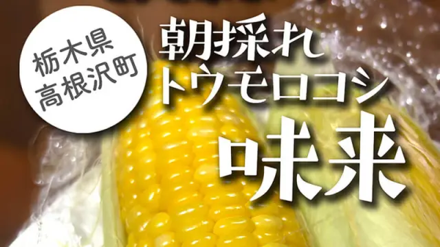 高根沢の農産物】とまと家こいけさんの早採れトウモロコシ「味来