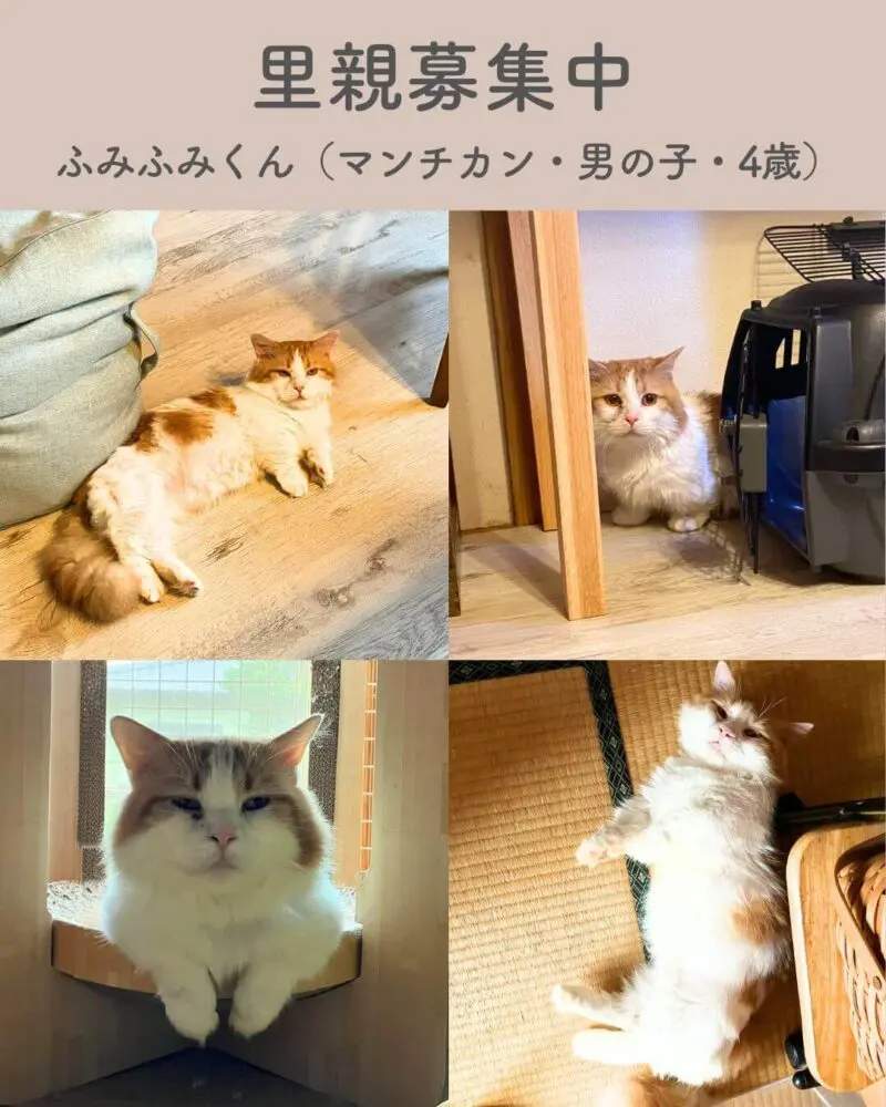 里親募集】新しい家族を探してます〜高根沢町「たかねこ」さんより里親