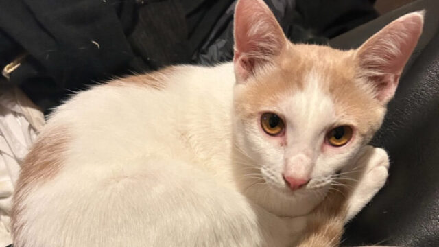 たかねこ　高根沢　保護猫