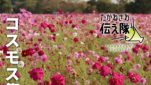 コスモス祭り