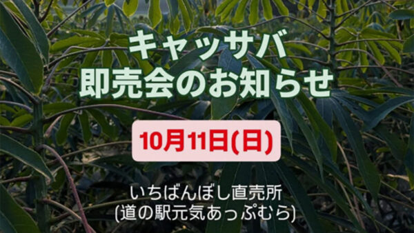 高根沢　キャッサバ即売会
