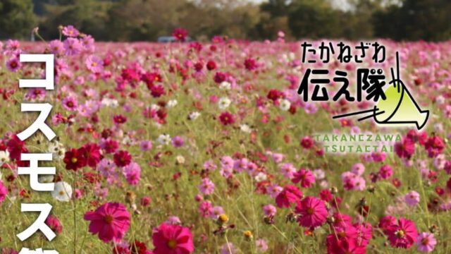 コスモス祭り